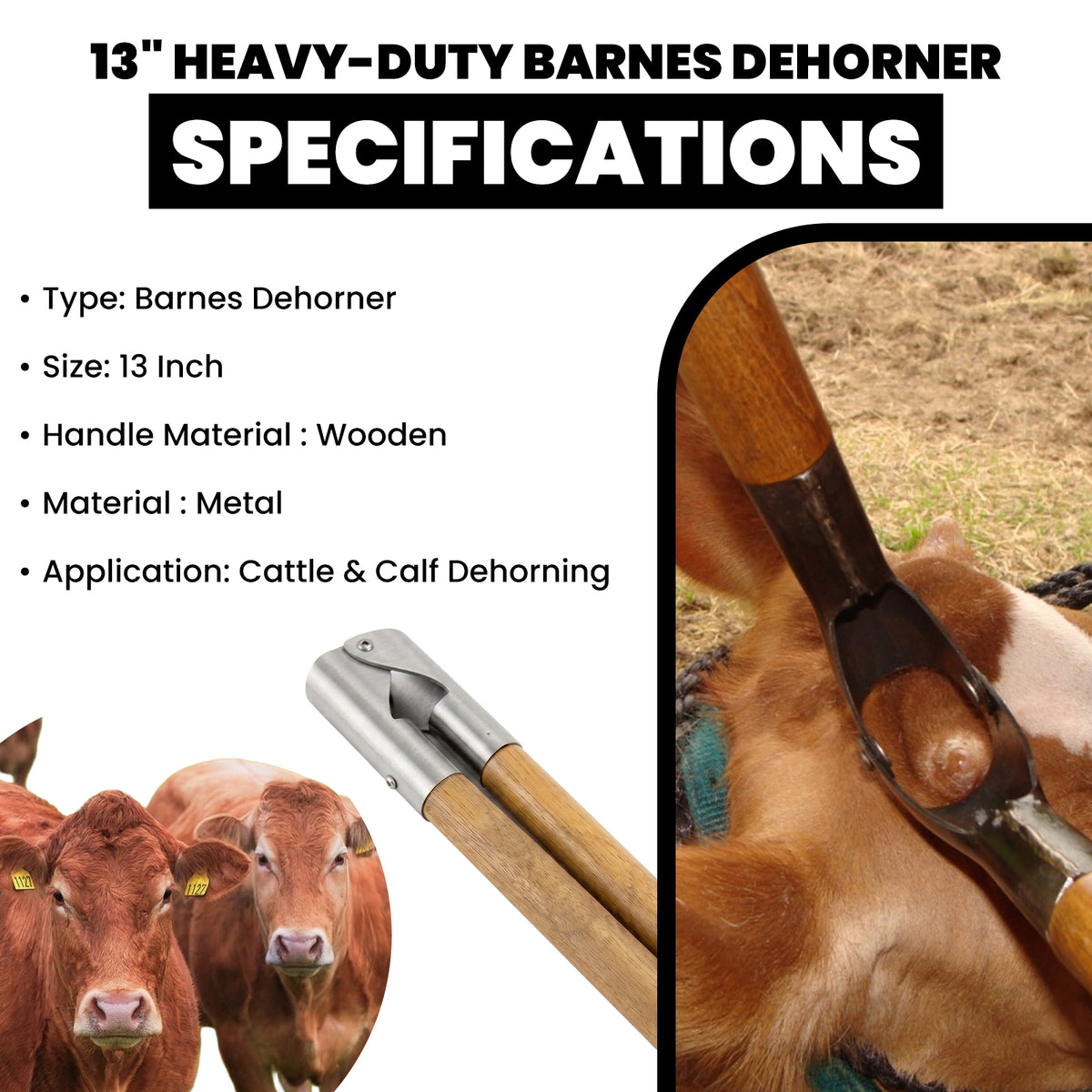 13 inch Barnes dehorner, wooden handles – view 6